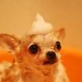 Pet car wash