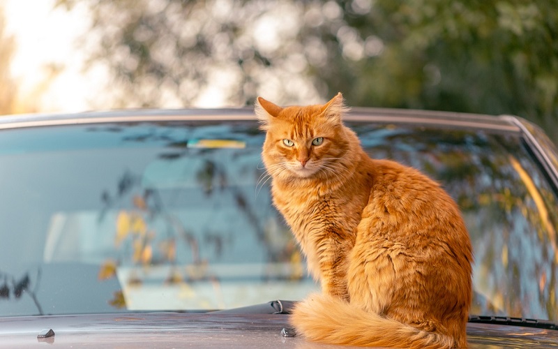 Pet Franchise vs Auto Detailing Franchise – Which Is Better for You?